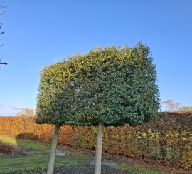 Leibomen, Vorm- en Sierbomen
